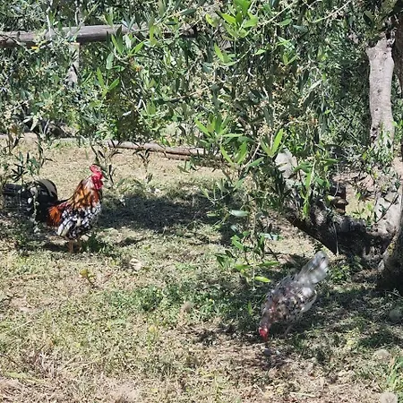 Le Rondini Di San Bartolo Farm stay *
